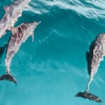 bali delfinschwimmen