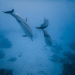 Deutschland als Urlaubsort für Delfinschwimmen