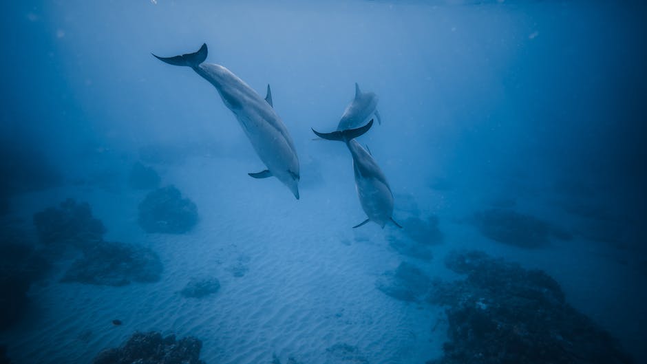 Deutschland als Urlaubsort für Delfinschwimmen