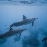 Delfinschwimmen in Deutschland kosten