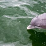 Delfine schwimmen in der Dominikanischen Republik