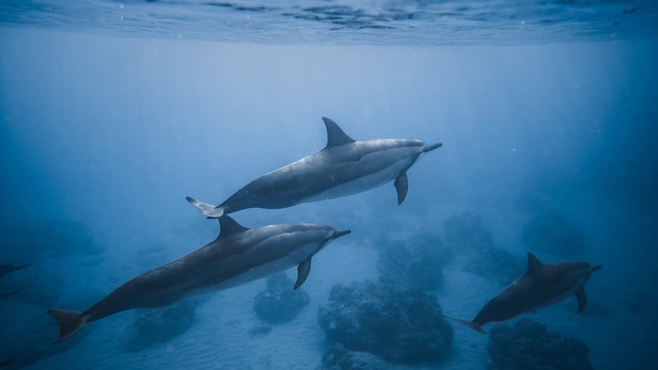 Delfin Schwimmen Erlebnis in Europa