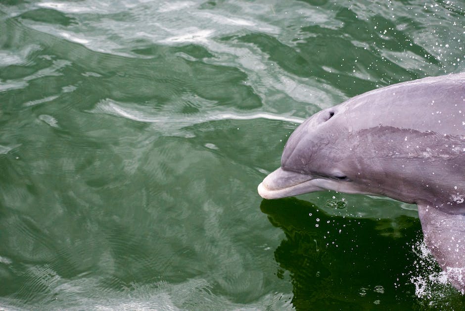  Erleben Sie das Abenteuer des Schwimmens mit Delfinen in Europa