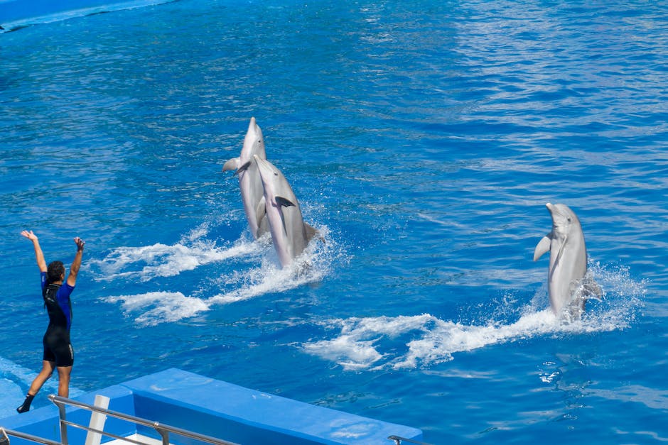 Delfinschwimmen in Florida