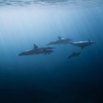 Florida-Familienurlaub mit Delfin-Schwimmabenteuern