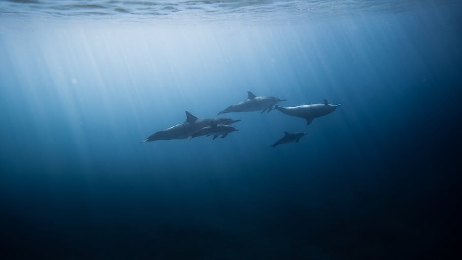  Fertventura Delfin Schwimmen Erlebnis