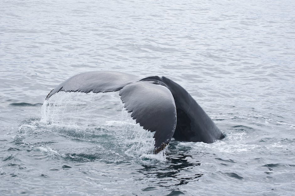 Fürteventura-Delfinschwimmen erleben