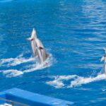 Harderwijk Erleben - Tauchen mit Delfinen