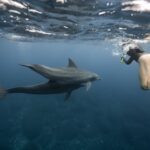Delfin Schwimmen nahegelegene Strände