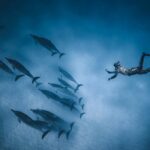 Delfinschwimmen in Florida erleben
