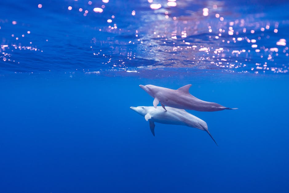 Delfinschwimmen in Spanien erleben