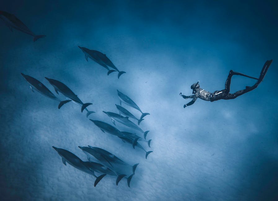  Karibikreise mit Delfinenschwimmen erleben