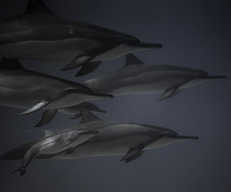 Karibisches Meer: Schwimmen mit Delfinen