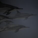 Tauchen und Schnorcheln mit Delfinen auf Kreta