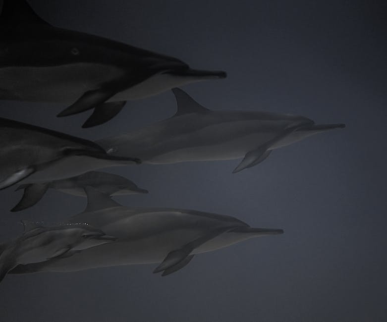 Tauchen und Schnorcheln mit Delfinen auf Kreta