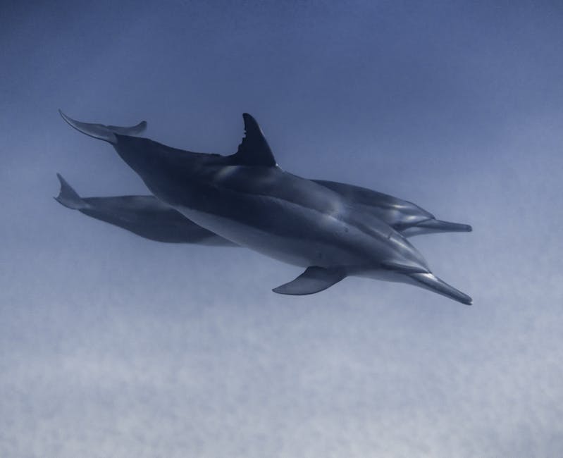  Kubanisches Erlebnis: Schwimmen mit Delfinen