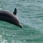 Mauritius-Erlebnis: mit Delfinen schwimmen