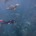 Delfin Schwimmen Erfahrung in Orlando