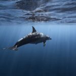 Sardinien Delfin-Schwimmen-Erfahrung