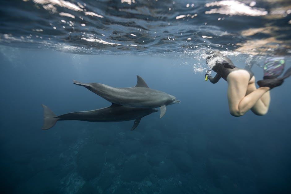 Türkei Manavgat Delfin-Schwimmen Erlebnis