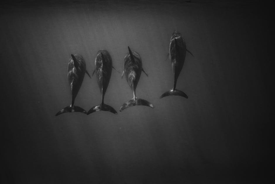 Manavgat Türkei Delfinschwimmen