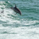 Türkei Manavgat Delfine Schwimmen Erlebnis