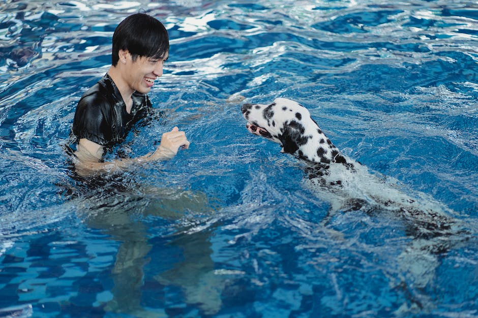  Bild zeigt Hund beim Schwimmen: Warum Hunde schwimmen können