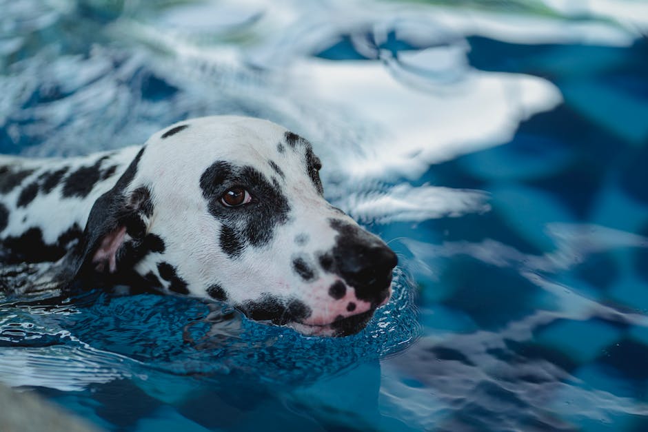  Länge des Schwimmens für Hunde