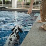 Dauer des Hundeschwimmens
