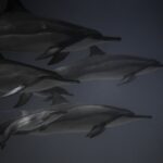 Delfine Schwimmgeschwindigkeit