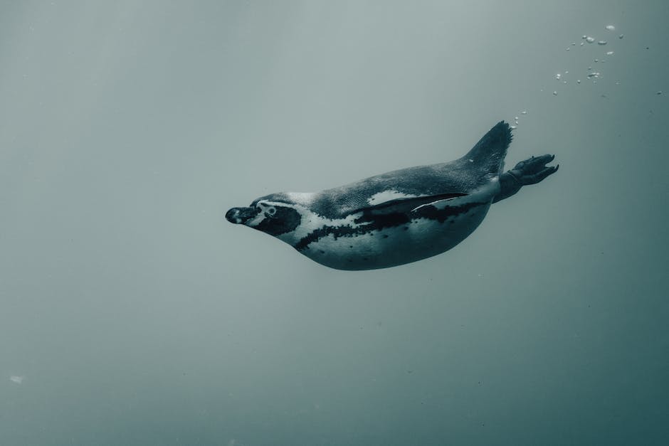  Kosten für Schwimmen mit Delfinen