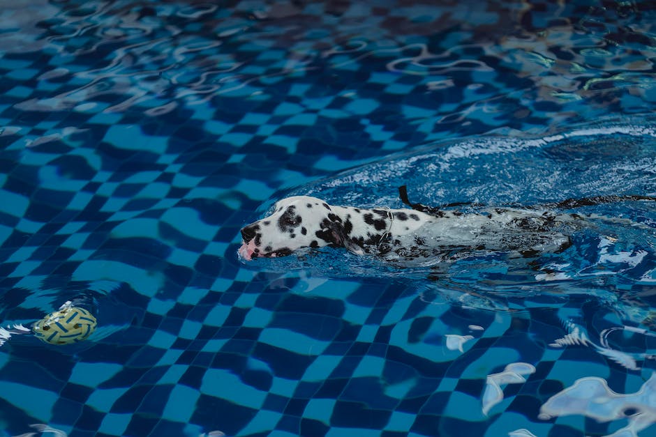 Wo kann ich mit Hund Schwimmen ausüben?