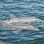 "Delfinschwimmen Erfahrung: Wo man mit Delfinen im Meer schwimmen kann"