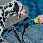 Schwimmen mit Hunden in Nordrhein-Westfalen