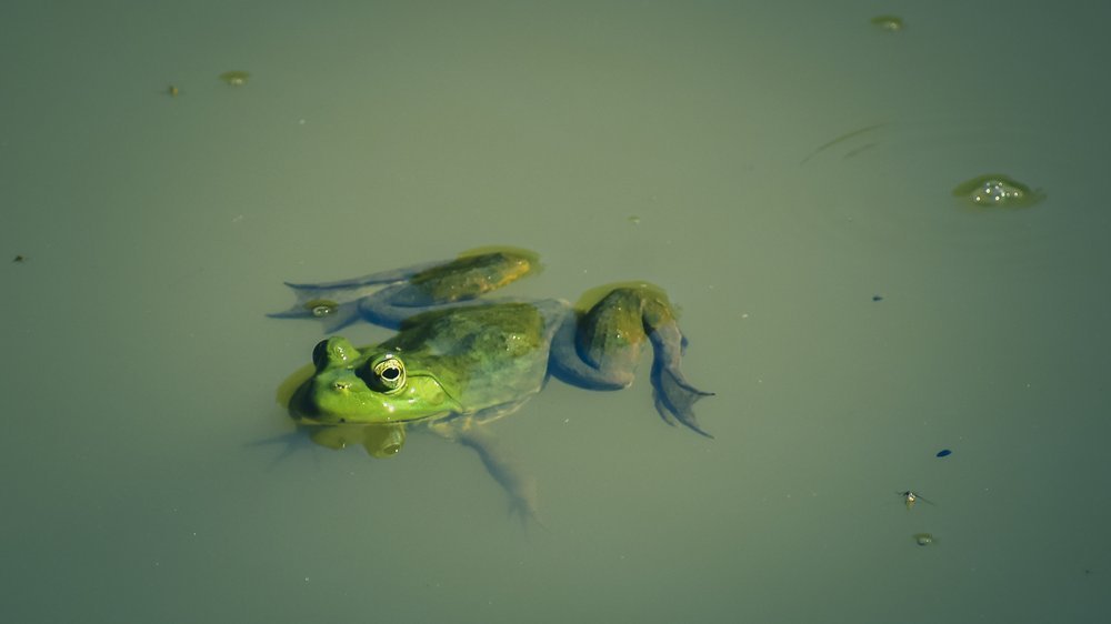 frosch schwimmen