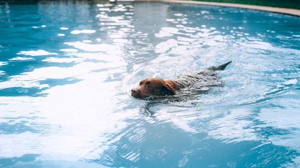 hund schwimmen beibringen
