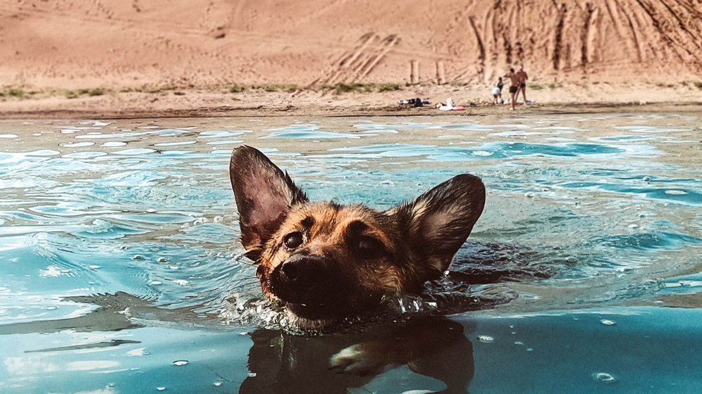 hunde schwimmen