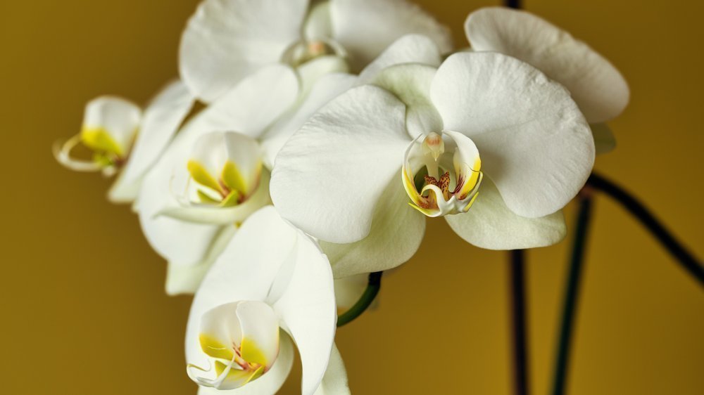 orchideen tauchen